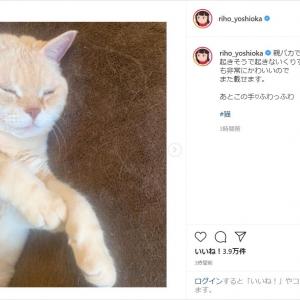 吉岡里帆 癒ししかない 愛猫の眠たげな半目ショットを公開 ガジェット通信 Getnews