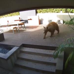 家の中まで侵入してきたのは巨大クマ 果敢にも立ち向かい撃退したワンコたちの勇姿をご覧ください ガジェット通信 Getnews