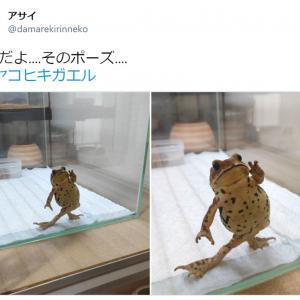 なんだよ そのポーズ カエルの立ち姿がtwitterで反響 ジョジョ立ち 鳥獣戯画かな ガジェット通信 Getnews