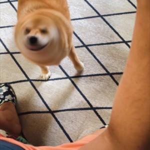 かつてはワシも柴犬だった者じゃよ 柴ドリル が炸裂した瞬間があの動物に似ている 笑 ガジェット通信 Getnews