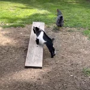 恐るおそるシーソーに乗った子ヤギちゃん シーソーの遊び方を把握して大興奮で楽しそう ガジェット通信 Getnews