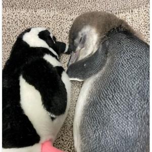 どっちが本物 ぬいぐるみと添い寝する赤ちゃんペンギンに11万超いいね 幸せそう 尊すぎる ガジェット通信 Getnews