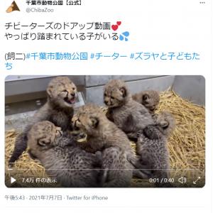 サイレントニャー チーターの子ども達の威嚇姿がネットで反響 威嚇のシャーがなんとも可愛い ガジェット通信 Getnews