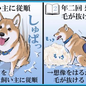 分かりみが深い 柴犬を実際に飼う前と後とでの認識の補正を描いたイラストに共感の嵐 ガジェット通信 Getnews