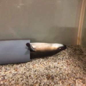 うなぎを飼育するとこうなります 愛嬌たっぷりの仕草に13万いいね ガジェット通信 Getnews
