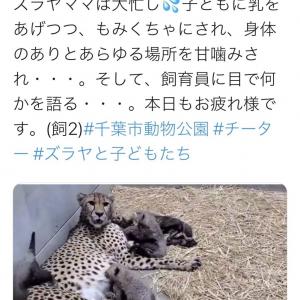 子育て大変 ナニコレ 呆然とする母チーターが話題に 飼育員さんにお手伝いをって訴えてますかね ガジェット通信 Getnews