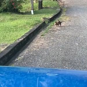 全部でいったい何匹 赤ちゃんたちを安全に移動させたいオポッサムのお母さんは全力で体を張っています ガジェット通信 Getnews