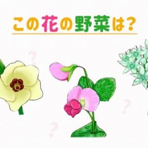 とうもろこしやモロヘイヤなど なかなか見られない野菜の花5選 ガジェット通信 Getnews