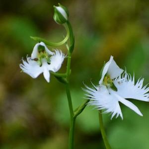 六甲高山植物園で羽ばたく鷺 さぎ の様に咲く白い花 サギソウ が開花 ガジェット通信 Getnews