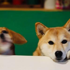 キャベツが床に落ちたら 光の速さで食べに走るビーグルと興味無い柴犬 ガジェット通信 Getnews