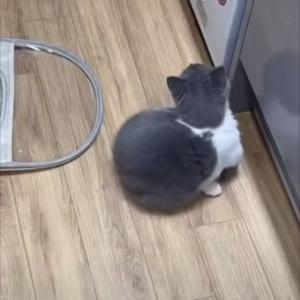 君ってハムスターだったっけ 猫が洗濯機の中で発見した新しい遊びとは ガジェット通信 Getnews
