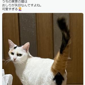 おしりが矢印なんですよね ニャンコの後ろ姿に視線くぎ付けになる人が続出中 ガジェット通信 Getnews