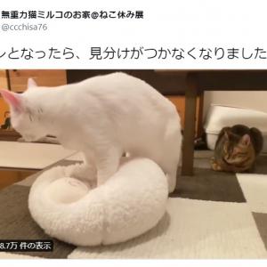 まさか分身 クッションの隣に座る白猫の動画に癒やされる人続出 素晴らしいシンクロ率 ガジェット通信 Getnews