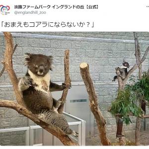 思わず転職したくなる 誘うイケメンコアラの写真に コアラ界の猗窩座 弟子入りさせて の声 ガジェット通信 Getnews