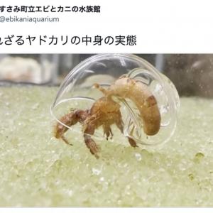 中身が丸見え ガラスの殻で明らかになった 知られざるヤドカリの中身の実態 が話題に ガジェット通信 Getnews