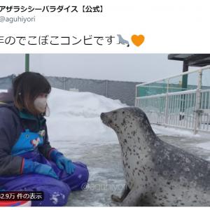 にょきっと伸びたり縮んだり 息ぴったりのアザラシと飼育員さんの仲良し動画に約30万いいね ガジェット通信 Getnews