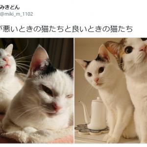 人相が悪いときの猫たちと良いときの猫たち 比較写真に大反響 同一ニャン物とは思えない ガジェット通信 Getnews