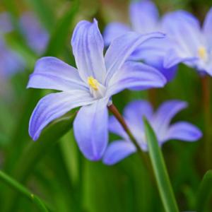 春を告げる星形の花 チオノドクサの育て方 ガジェット通信 Getnews