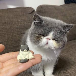 カプセルフィギュアの猫の横にいるエキゾチックショートヘアがそっくり この猫がかわいすぎてtwitterで15万いいねを集める人気者に ガジェット通信 Getnews