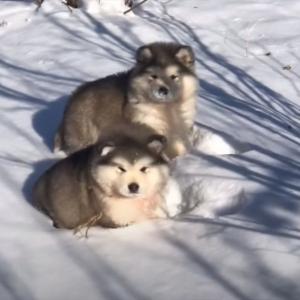 雪原を弾む毛玉 モフモフなアラスカン マラミュートの子犬たちが雪の中を元気に進んでいきます ガジェット通信 Getnews