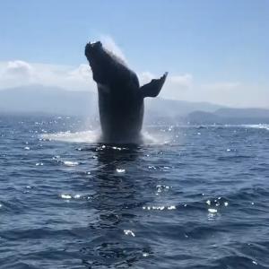 最高のホエールウォッチング クジラのジャンプ ブリーチングを見ることができてラッキー と思ったら 次の瞬間さらにスゴいことが ガジェット通信 Getnews