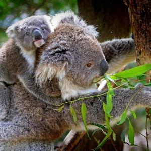コアラはユーカリ以外食べないの 睡眠時間は動物の中で1位 コアラのエサや睡眠などの面白い生態について紹介 ガジェット通信 Getnews