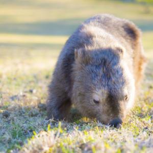 ウォンバットのふんが四角いって本当 何を食べたらそうなるの ガジェット通信 Getnews