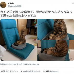猫背なはずの猫が背筋ピーン カインズで座椅子を買ったら猫が想像の斜め上いく座り方を披露 ガジェット通信 Getnews