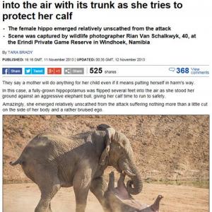 ゾウ対カバ 陸上最強生物はどっち その答えを捉えた決定的瞬間 ガジェット通信 Getnews