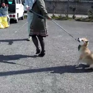 犬を散歩に連れて行く 予防接種でしたー の動画の反応が面白い ガジェット通信 Getnews