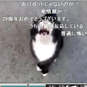 羽海野チカ先生も たまらん 怒ったネコがネコ語で話しかける動画が人気に ガジェット通信 Getnews