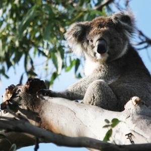 野生のコアラってそんなにいるの オーストラリアで 野生のコアラウォッチング いたのはコアラだけじゃなかった ガジェット通信 Getnews