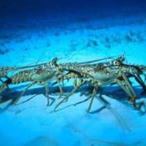 これからの時期 カリブ海でイセエビの大行進 ガジェット通信 Getnews