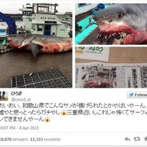 三重県御浜町で揚げられたサメがガチでヤバイ ガジェット通信 Getnews