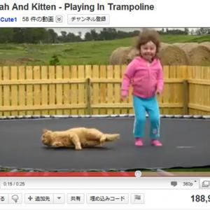 トランポリンで災難に遭った猫 ナァァァーーゴ ヌァァーーゴ とあせる ガジェット通信 Getnews