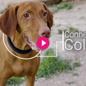 何でもスマート化すりゃいいってもんじゃないよ 笑 犬の首輪 The First All In One Smart Dog Collar ガジェット通信 Getnews